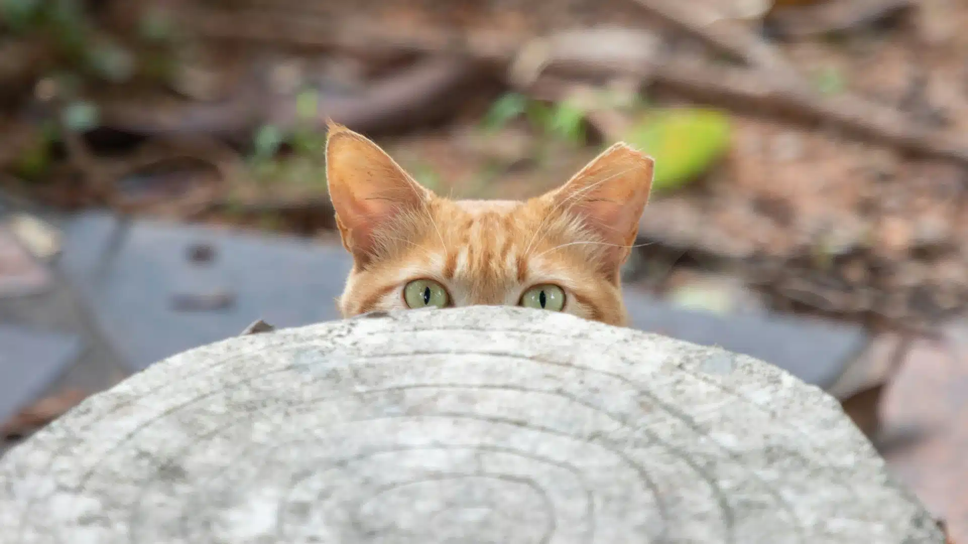 Chat timide